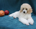 Собаки в Москве: Щенок миниатюрного пуделя арлекина  Мальчик, 100 000 руб. - фото 2