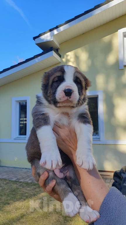 Собаки в Звенигороде: Щенки алабая Мальчик, 40 000 руб. - фото 4