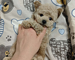 Собаки в Москве: Мальтипу мальчик  Мальчик, 140 000 руб. - фото 2