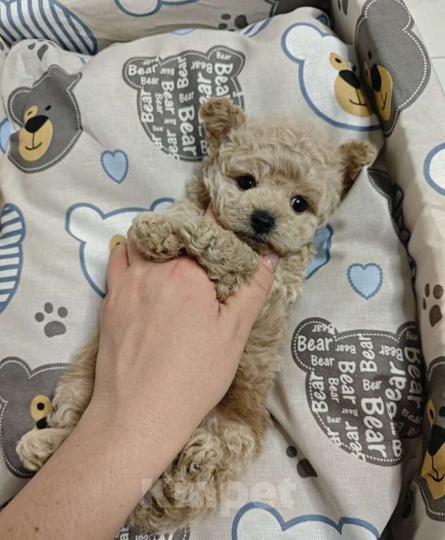 Собаки в Москве: Мальтипу мальчик  Мальчик, 140 000 руб. - фото 2