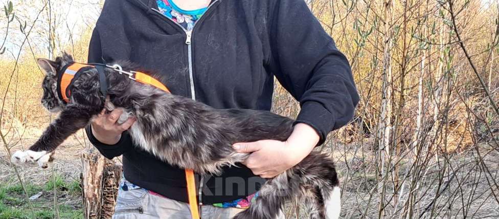 Кошки в Москве: Детки Мейн кун Девочка, 27 000 руб. - фото 1