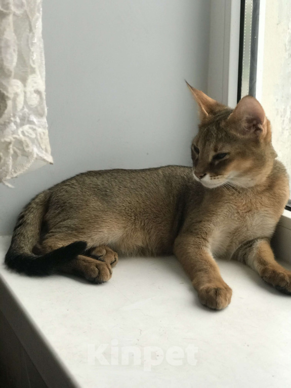 Кошки в Магнитогорске: Мальчик чаузиф1 Мальчик, 60 000 руб. - фото 4