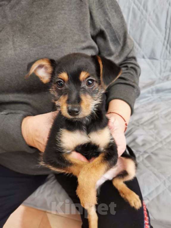 Собаки в Ногинске: Пушкин -щенок от маленькой собаки в поисках дома Мальчик, Бесплатно - фото 1