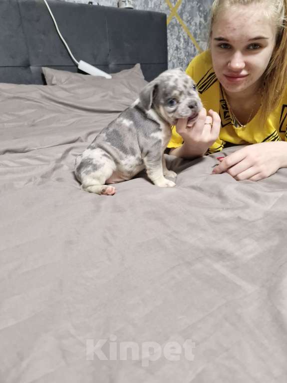 Собаки в других городах Московской области: Королева красоты Девочка, 100 000 руб. - фото 6