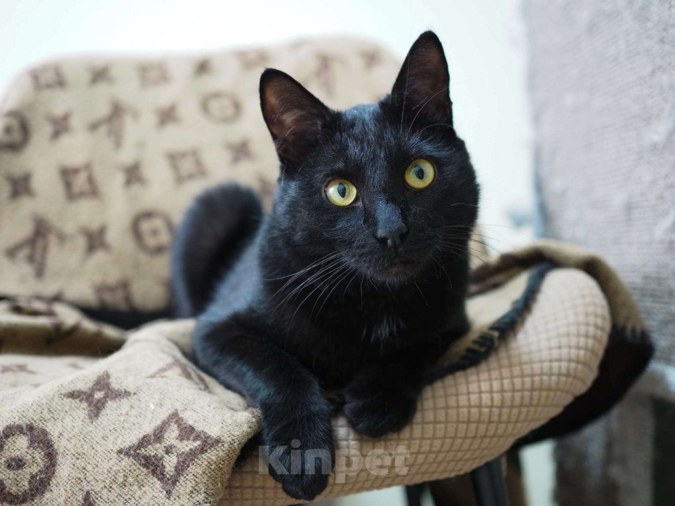 Кошки в Люберцах: У Криса нет одной лапы, кот в добрые руки Мальчик, Бесплатно - фото 7