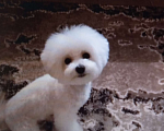 Собаки в Мытищах: Бишон фризе Мальчик, 70 000 руб. - фото 10