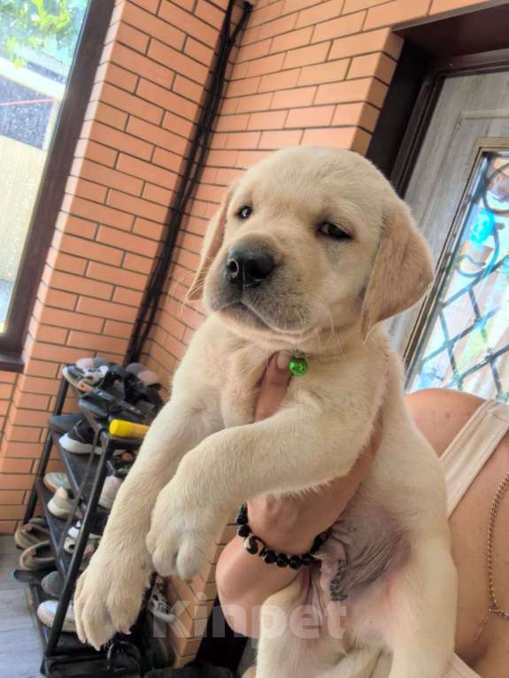 Собаки в Краснодаре: Лабрадор щенок Мальчик, 35 000 руб. - фото 2