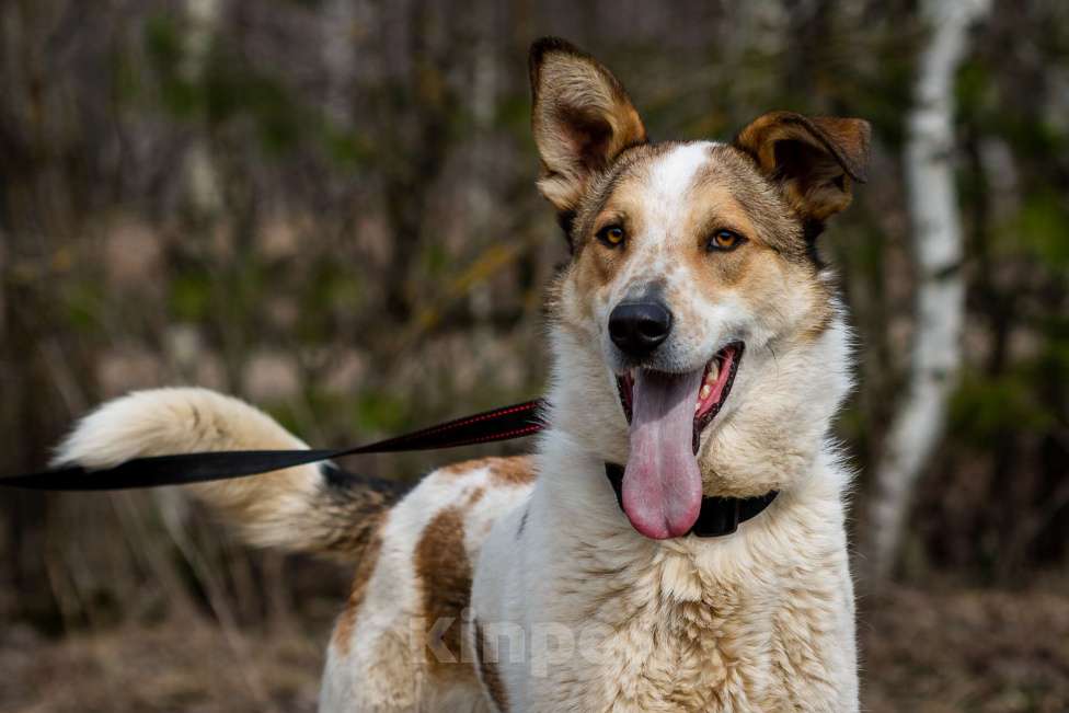 Собаки в Москве: Дэнни. Идеальная собаконяня Мальчик, 1 руб. - фото 2