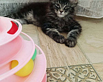 Кошки в других городах Московской области: Котята Мальчик, 35 000 руб. - фото 3