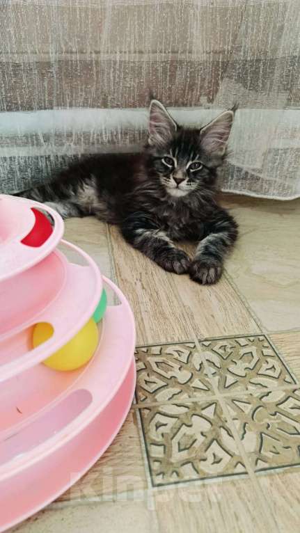 Кошки в других городах Московской области: Котята Мальчик, 35 000 руб. - фото 3