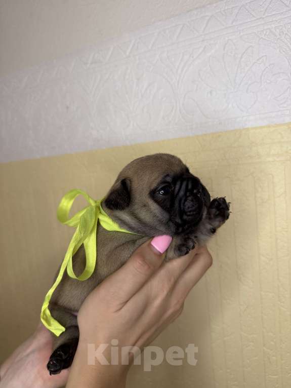 Собаки в Новосибирске: Французский прину Мальчик, 80 000 руб. - фото 1