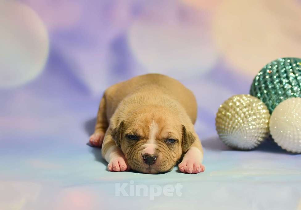 Собаки в Люберцах: Крупный парень Мальчик, 60 000 руб. - фото 2