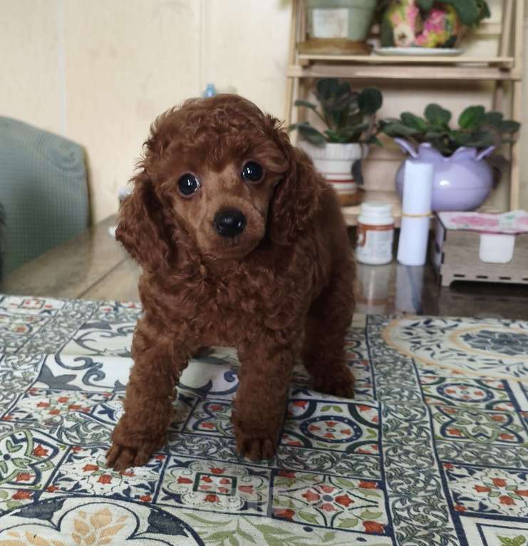 Собаки в других городах Липецкой области: Очаровательный Винни Пух Мальчик, 100 000 руб. - фото 1