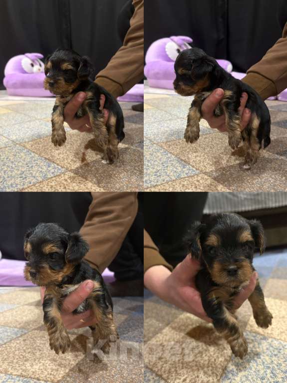 Собаки в других городах Иркутской области: Йоркширский терьер мини Мальчик, 25 000 руб. - фото 3