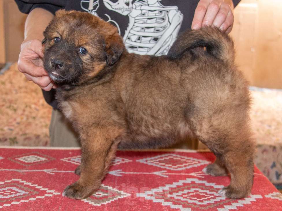 Собаки в Москве: Щенки Монгольского банхара Девочка, Бесплатно - фото 9