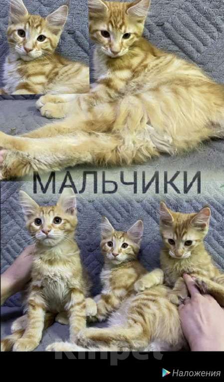 Кошки в других городах Пермского края: Пушистые любимчик. Мальчик, 15 000 руб. - фото 2