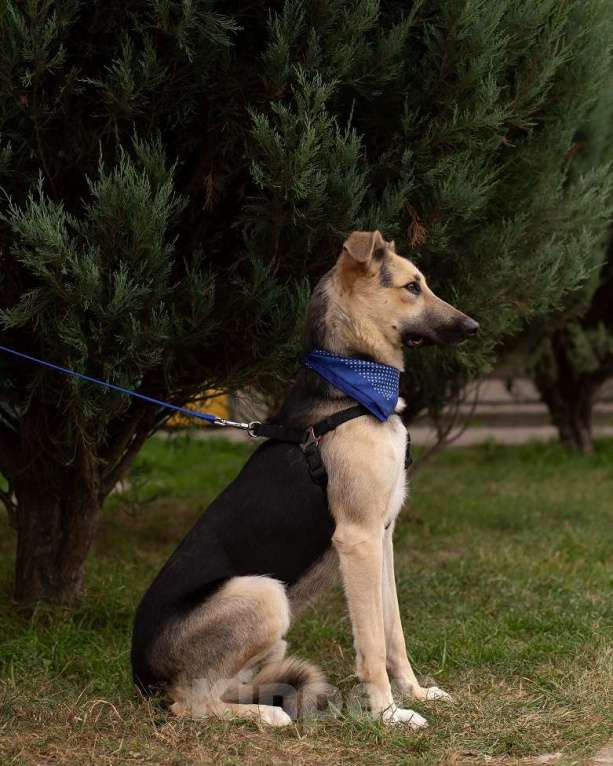 Собаки в Москве: Дионис Мальчик, Бесплатно - фото 5