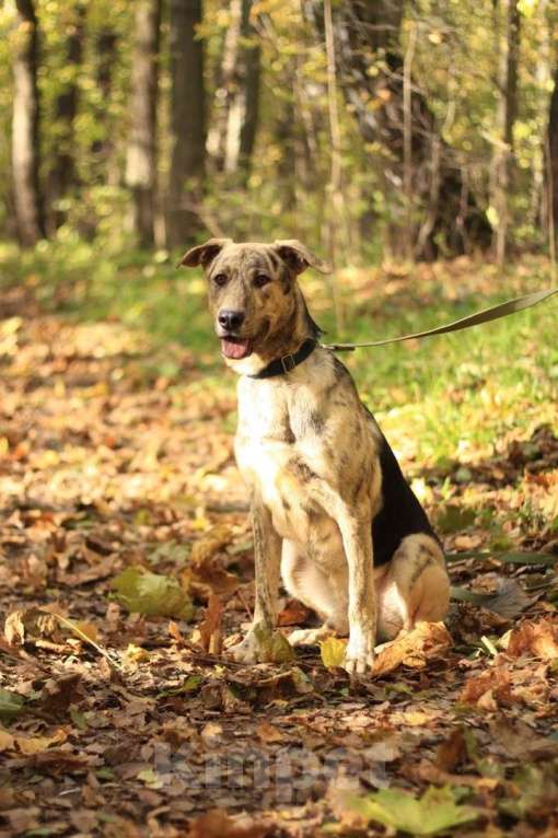 Собаки в Москве: Жизнерадостный активный Клео, 1.5 года ищет дом Мальчик, Бесплатно - фото 2