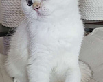 Кошки в Калуге: Raffaella SFS 71 ny 1233 Девочка, 65 000 руб. - фото 5