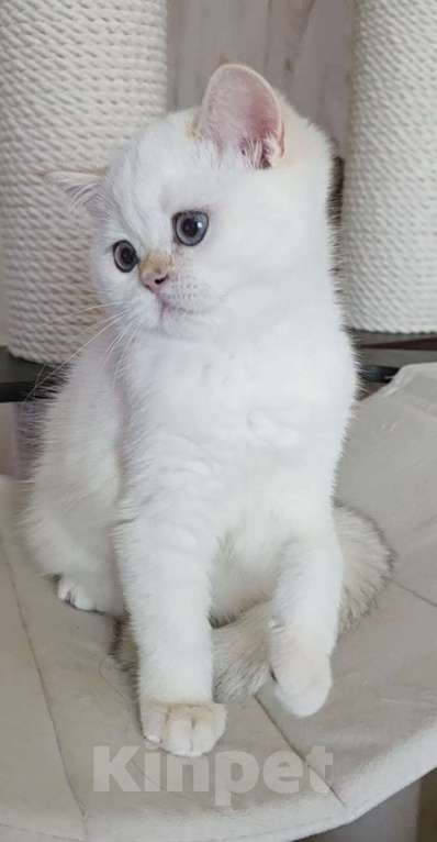 Кошки в Калуге: Raffaella SFS 71 ny 1233 Девочка, 65 000 руб. - фото 5