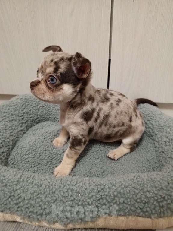 Собаки в Санкт-Петербурге: Новогоднее чудо Мальчик, 65 000 руб. - фото 2