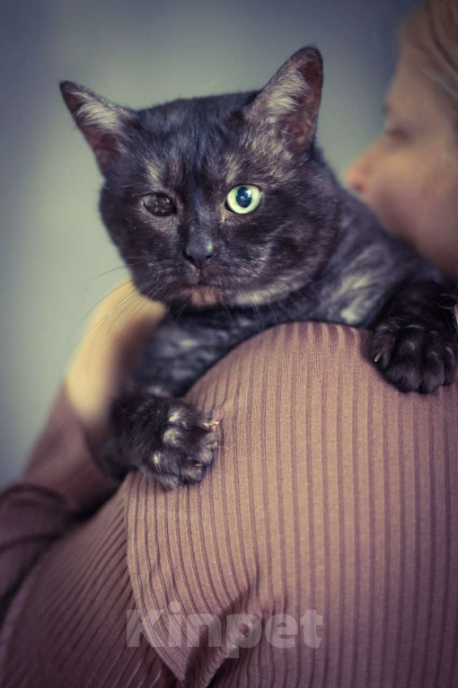 Кошки в Москве: Ласковый котик Мальчик, Бесплатно - фото 2