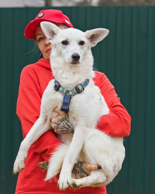 Собаки в других городах Московской области: Я Тува :) Ищу семью Девочка, Бесплатно - фото 5