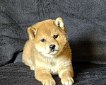 Собаки в Москве: Сиба ину. Девочка Девочка, 60 000 руб. - фото 2