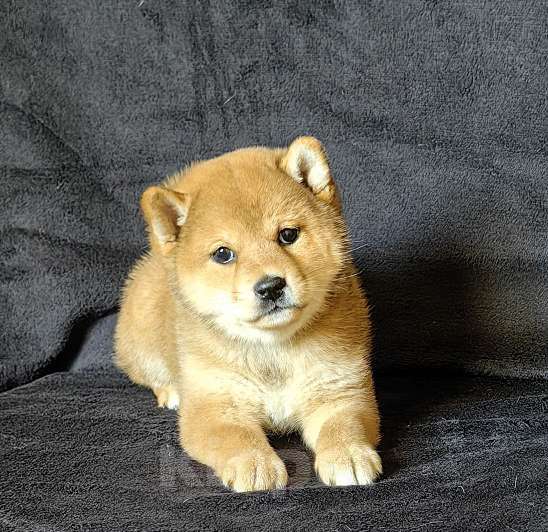 Собаки в Москве: Сиба ину. Девочка Девочка, 60 000 руб. - фото 2