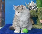 Кошки в Москве: Сибирский котик Мальчик, 45 000 руб. - фото 4