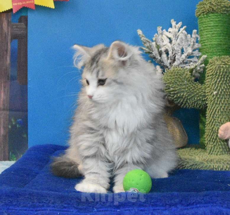 Кошки в Москве: Сибирский котик Мальчик, 45 000 руб. - фото 4