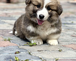 Собаки в Москве: Вельш корги пемброк Мальчик, 50 000 руб. - фото 2