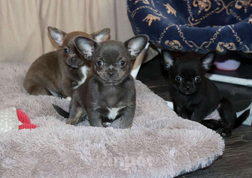 Собаки в Москве: Голубые Сестрички чихуахуа Девочка, 75 000 руб. - фото 5