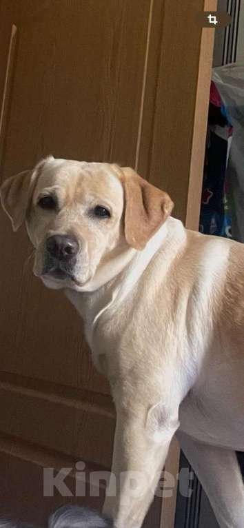 Собаки в Батайске: Щенки Лабрадора-ретривера  Девочка, 30 000 руб. - фото 6