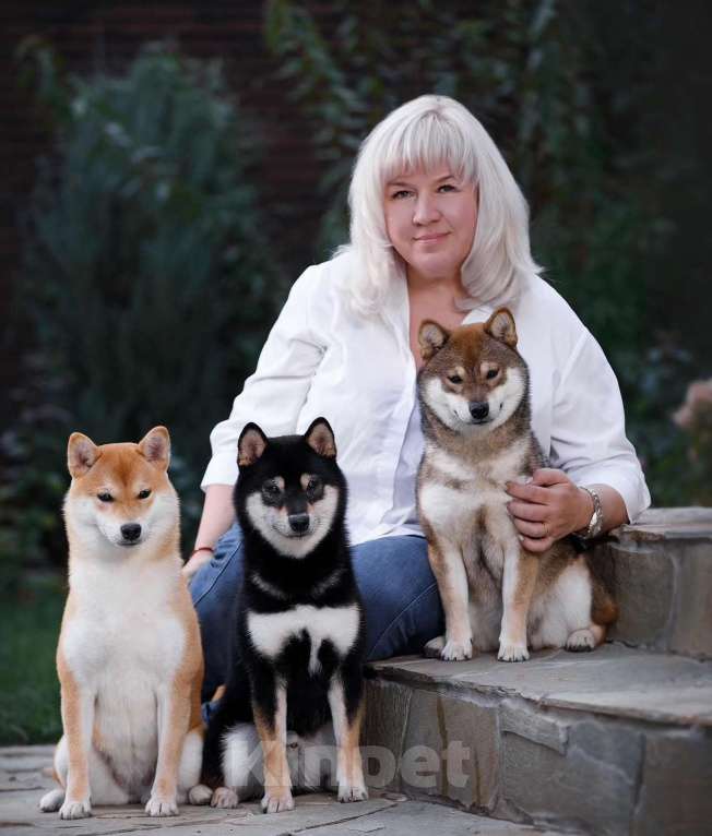 Собаки в Москве: Сиба ину очень крутой кобель Мальчик, 150 000 руб. - фото 1