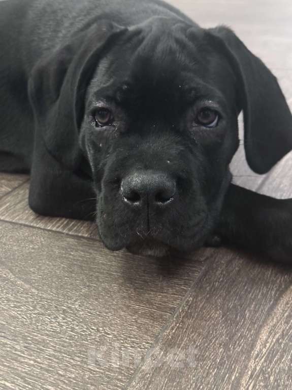 Собаки в других городах Московской области: Щенок кане-корсо Девочка, 40 000 руб. - фото 2