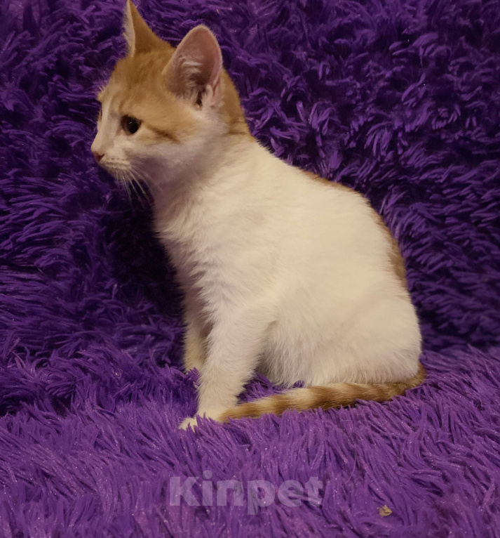 Кошки в Москве: Диана, 3 месяца, в добрые руки Девочка, Бесплатно - фото 7