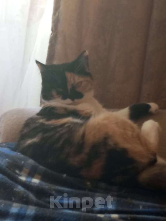 Кошки в Обнинске: Кошка домашняя Девочка, Бесплатно - фото 2