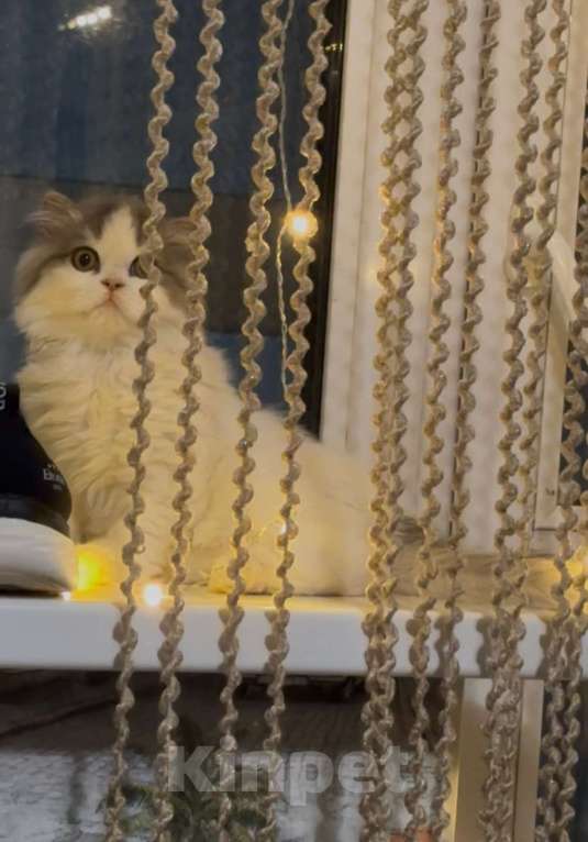 Кошки в Москве: Шотландский прямоухий котенок Хайленд страйт  Мальчик, Бесплатно - фото 2