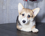 Собаки в Краснодаре: Вельш корги пемброк - шикарные щенки Мальчик, 55 000 руб. - фото 9