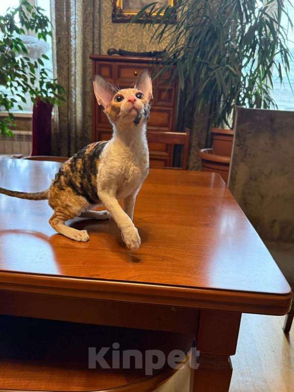 Кошки в Санкт-Петербурге: Корниш -рекс  Девочка, 45 000 руб. - фото 2