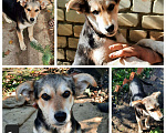 Собаки в Саратове: Сестренки ищут добрых хозяев Девочка, 50 руб. - фото 1