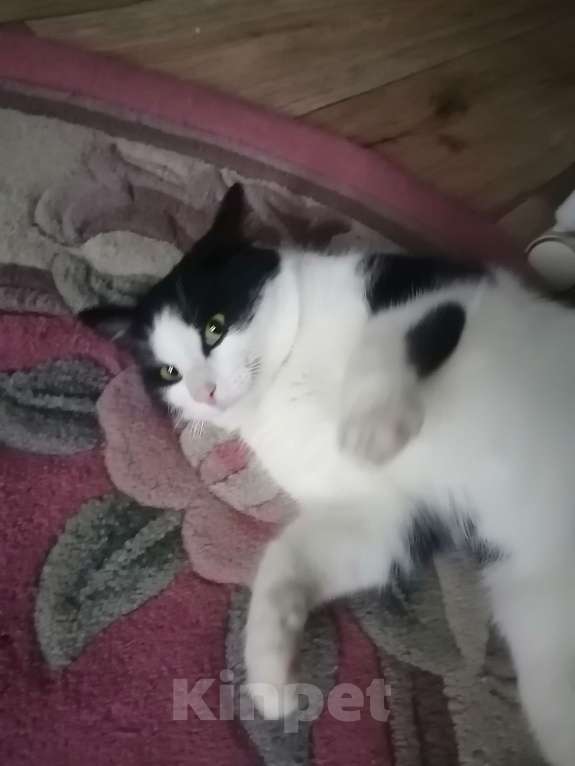 Кошки в Набережных Челнах: Хочу дом Мальчик, Бесплатно - фото 2