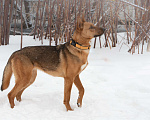 Собаки в Москве: Яркая рыжая лисичка Рани, 11 месяцев Девочка, Бесплатно - фото 5