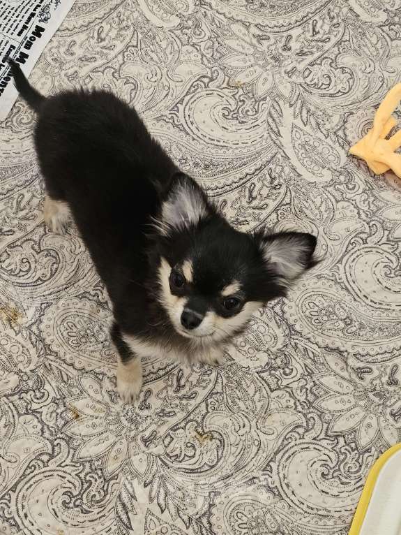 Собаки в других городах Челябинской области: Милая Мила Девочка, 50 000 руб. - фото 2