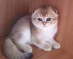 Кошки в Ростове-на-Дону: Шотландские котята Разнополые, 25 000 руб. - фото 1