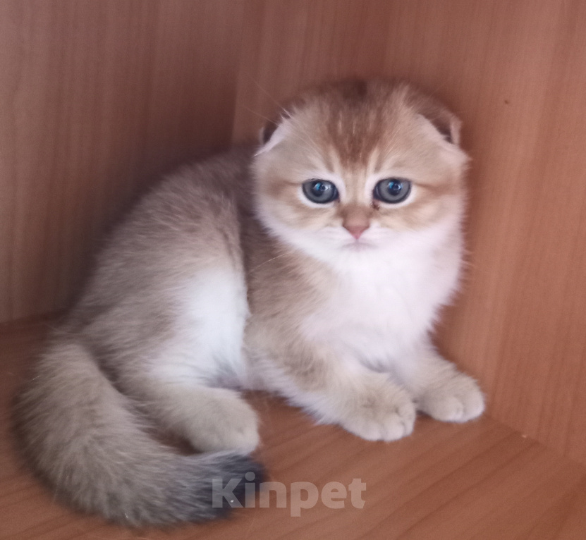Кошки в Ростове-на-Дону: Шотландские котята Разнополые, 25 000 руб. - фото 1