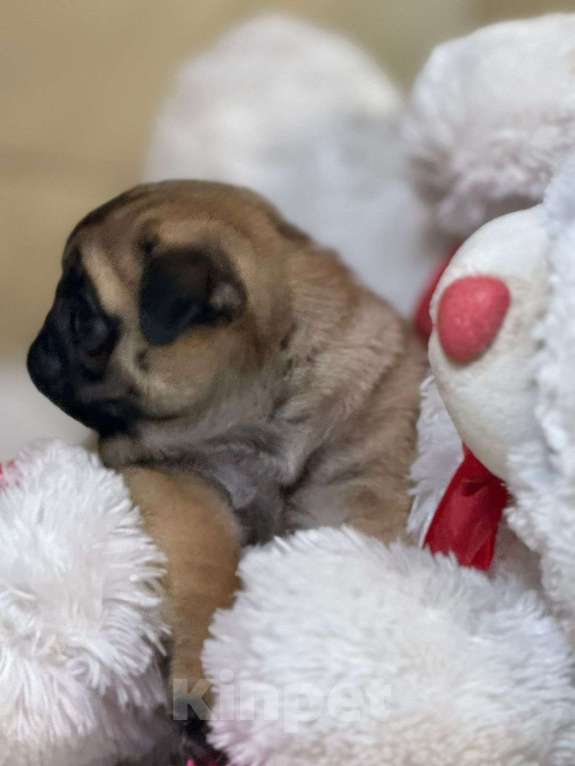 Собаки в Нижнем Новгороде: Щенки породы мопс Девочка, Бесплатно - фото 2
