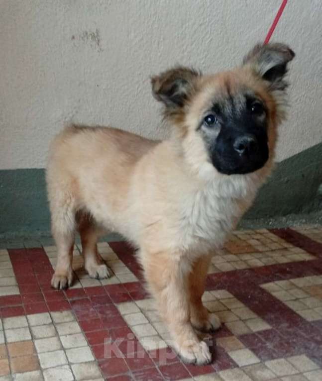 Собаки в Москве: Щенок Герда в дар Девочка, 1 руб. - фото 2