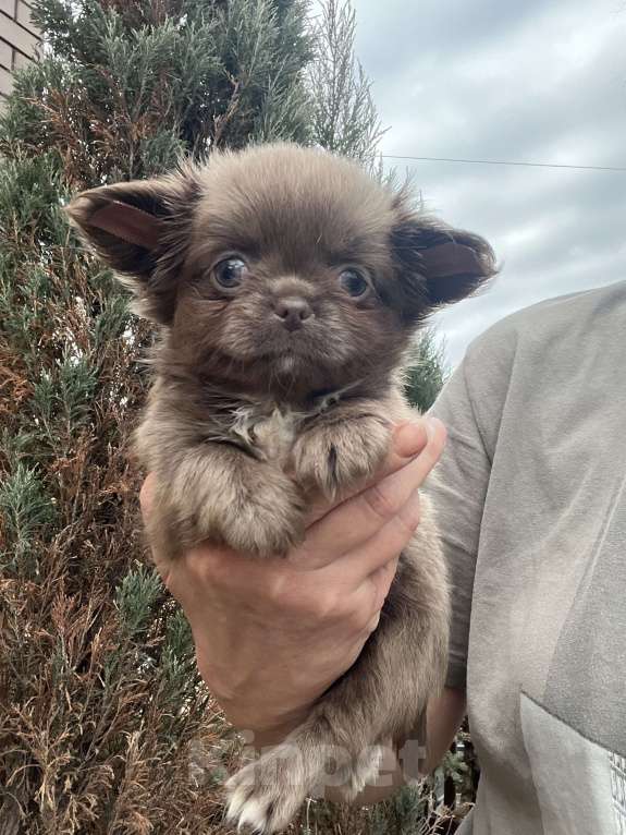 Собаки в Москве: Лиловый пушистик Мальчик, 60 000 руб. - фото 4